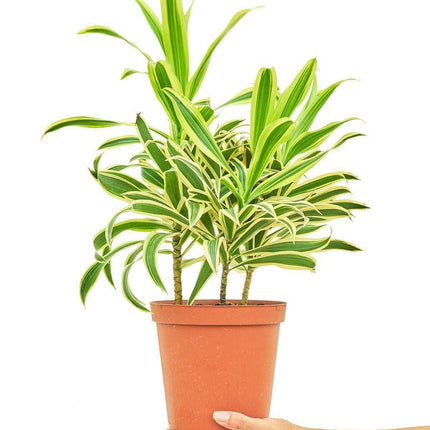Elegance in Green: Stunning Song of India Dracaena in Artisan Handcrafted Pot