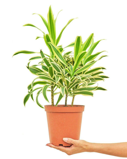 Elegance in Green: Stunning Song of India Dracaena in Artisan Handcrafted Pot
