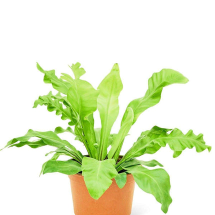 Lush Haven: Medium Bird's Nest Fern - Charming Greenery Delight