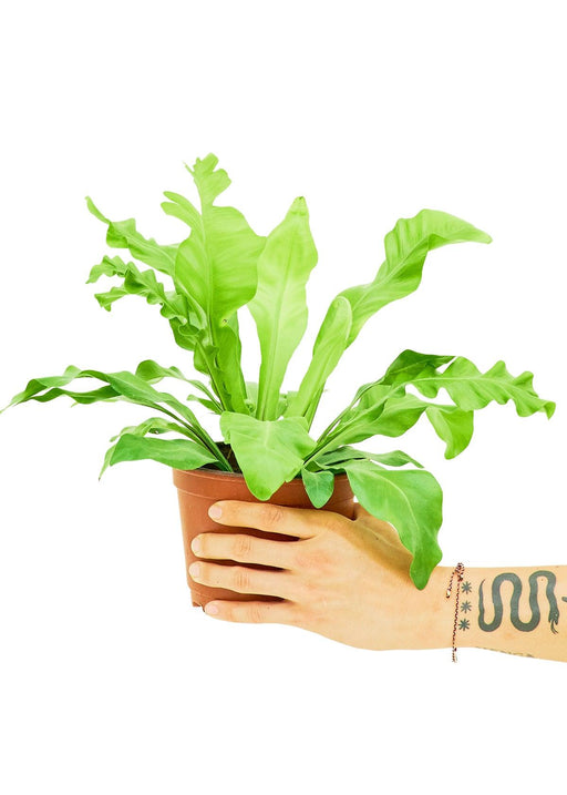 Rosette Pattern Bird's Nest Fern - Exquisite Greenery for Your Home