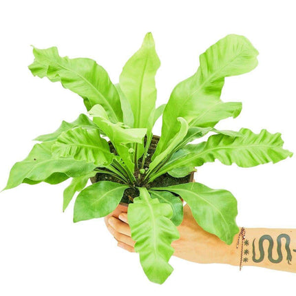 Lush Haven: Medium Bird's Nest Fern - Charming Greenery Delight