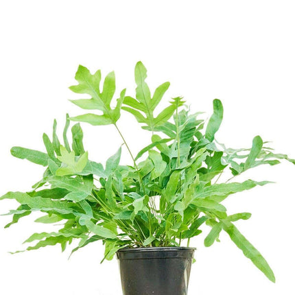 Maison d'Elite Blue Star Fern - Elegant Indoor Tropical Plant