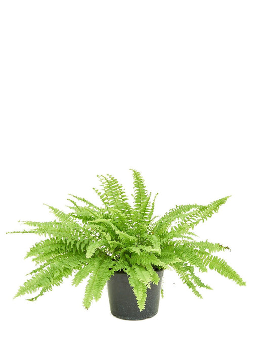 NASA-Certified Boston Fern: Premium Indoor Air Purifier - Enhance Your Space with Nature's Elegance