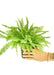 Elite Greenery Collection: NASA-Certified Boston Fern - Breathe Easy with Nature's Purifier