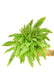 Elite Greenery Collection: NASA-Certified Boston Fern - Breathe Easy with Nature's Purifier