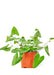 Heartwarming Greenery: Elegant Heart Fern for Indoor Plant Enthusiasts