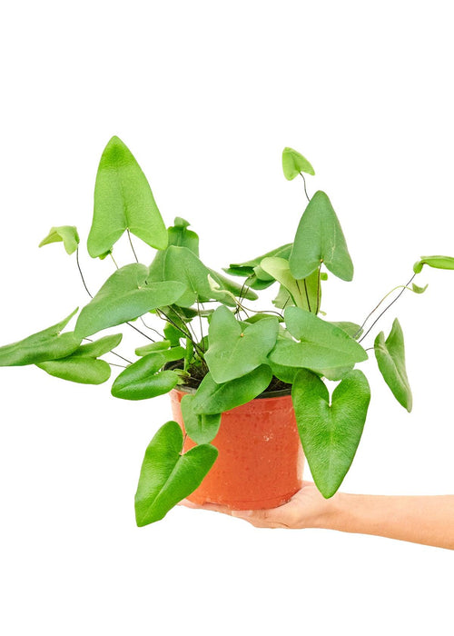Heartwarming Greenery: Elegant Heart Fern for Indoor Plant Enthusiasts