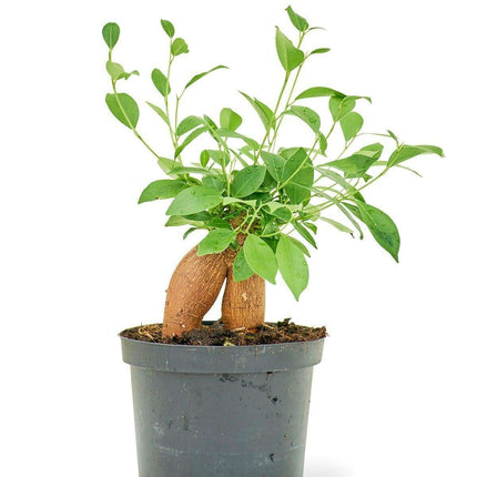 Ginseng Ficus Bonsai Tree - Sophisticated Greenery for Upscale Interior Spaces