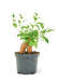 Ginseng Ficus Bonsai Tree - Premium Indoor Plant for Elegant Living Spaces