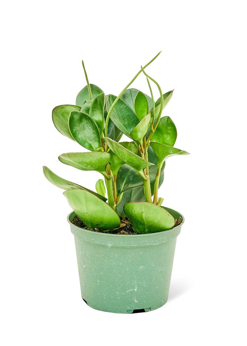 Emerald Green Oval Leaf Baby Rubber Plant - Tropical Elegance Botanical Beauty
