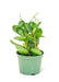 Tropical Elegance: Medium Baby Rubber Plant with Emerald Green Leaves