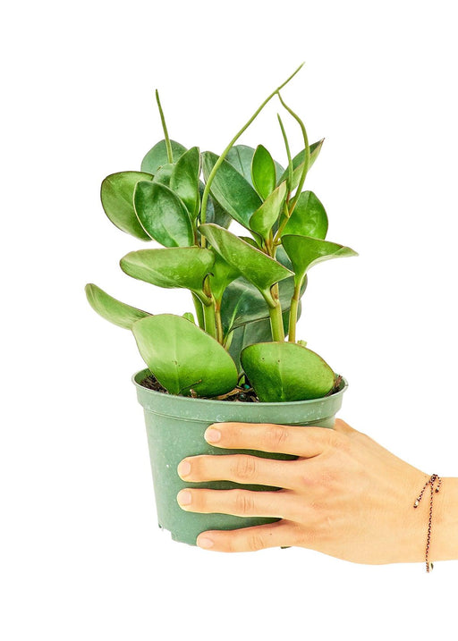 Emerald Green Oval Leaf Baby Rubber Plant