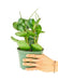 Tropical Elegance: Medium Baby Rubber Plant with Emerald Green Leaves