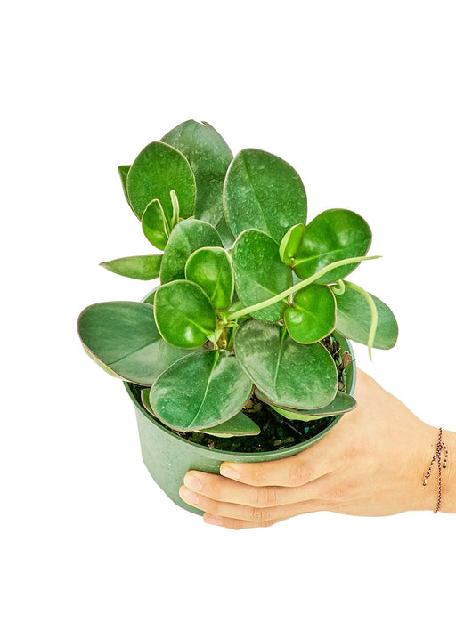 Emerald Green Oval Leaf Baby Rubber Plant