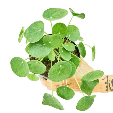 Elegant Chinese Money Plant Set with Custom Planter for Contemporary Home Decor