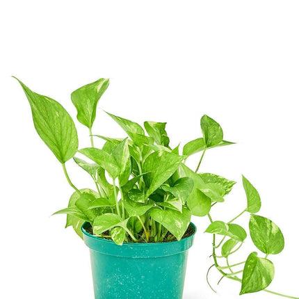 Luxe Golden Pothos Collection with Premium Planter
