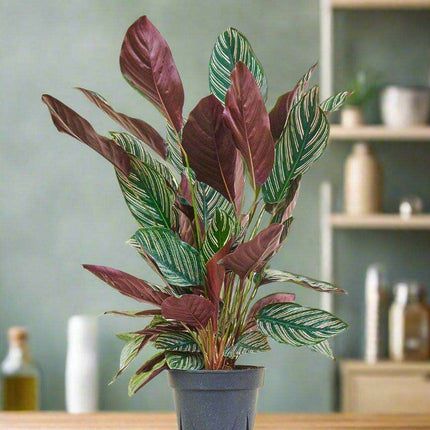 Stunning Striped Calathea - A Touch of Elegance for Your Space 🌿