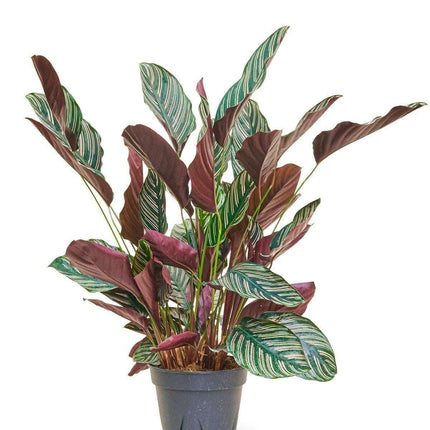 Stunning Striped Calathea - A Touch of Elegance for Your Space 🌿