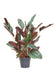 Pinstripe Prayer Plant - Botanical Elegance 🌿