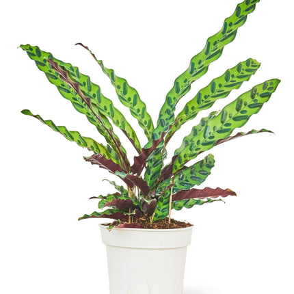 Grand Wavecrest Calathea - Stunning Decorative Plant for Home and Office