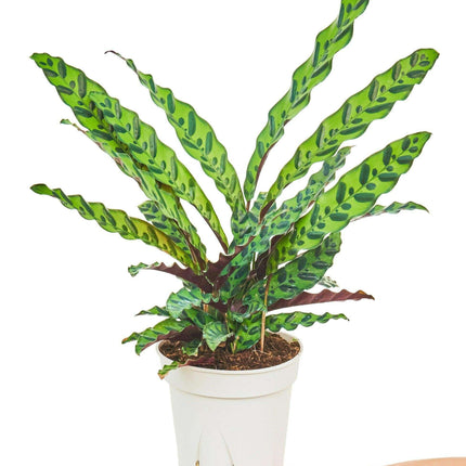 Grand Wavecrest Calathea - Stunning Decorative Plant for Home and Office