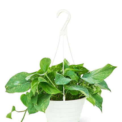 Elegant Golden Pothos: Enrich Your Indoor Retreat