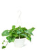Luxurious Golden Pothos: A Stylish Addition to Your Indoor Oasis