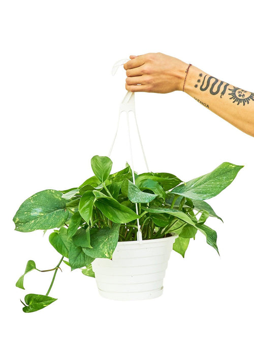 Luxurious Golden Pothos: A Stylish Addition to Your Indoor Oasis