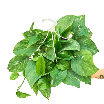 Elegant Golden Pothos: Enrich Your Indoor Retreat