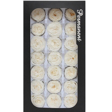 Austin Rose Miniature Bouquet - Luxurious Preserved Grade A Flowers for Timeless Décor and Gifting..