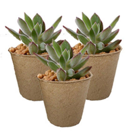 Biodegradable Peat Seedling Pots: Cultivate Your Garden with Eco-Conscious Style - Très Elite