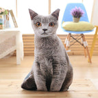 grey cat
