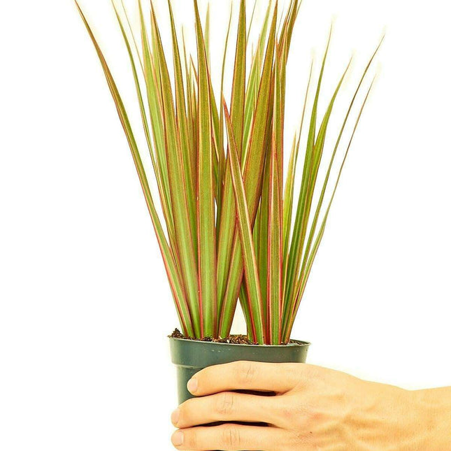 Charming Green and Pink Dragon Tree: The Perfect Indoor Companion for Effortless Style