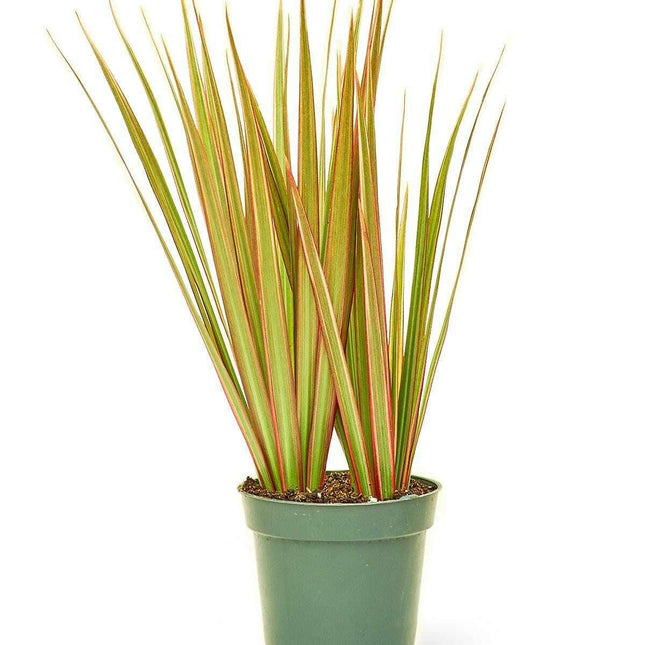 Charming Green and Pink Dragon Tree: The Perfect Indoor Companion for Effortless Style