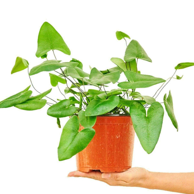 Charming Heart-Shaped Fern: A Stylish Addition to Your Indoor Plant Collection