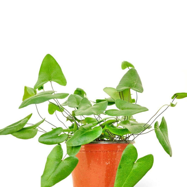 Charming Heart-Shaped Fern: A Stylish Addition to Your Indoor Plant Collection