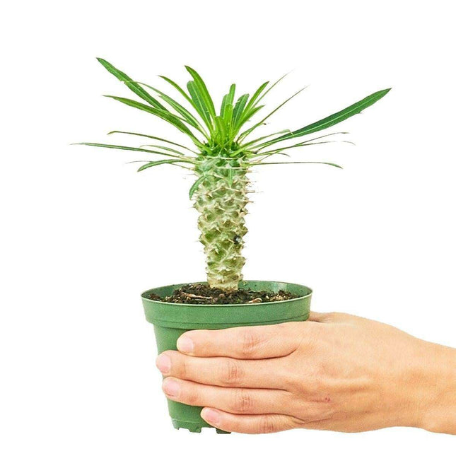 Charming Madagascar Palm: Compact Beauty with Silver Stem and Thorny Appeal