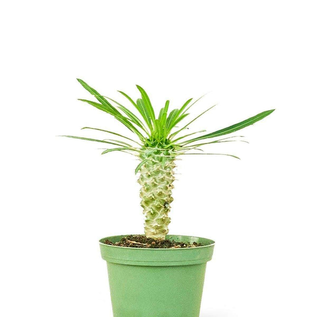 Charming Madagascar Palm: Compact Beauty with Silver Stem and Thorny Appeal