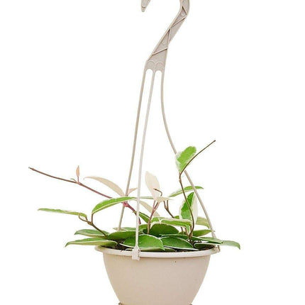 Charming Medium-Sized Variegated Hoya Krimson Queen Succulent - Ideal for Indoor Decor - USA