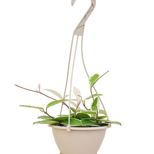 Charming Medium-Sized Variegated Hoya Krimson Queen Succulent - Ideal for Indoor Decor - USA