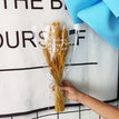 Yellow 50 head Wheat
