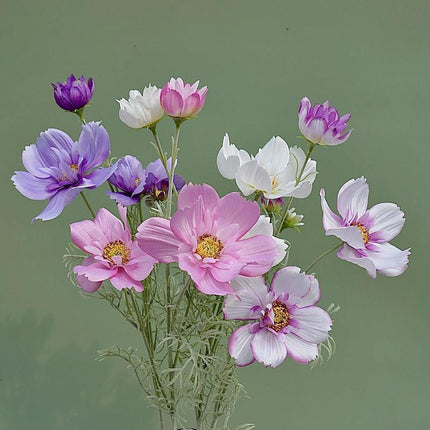 Charming Silk Queen Cosmos Flower Stem: Elegant Gesang Floral Branch..