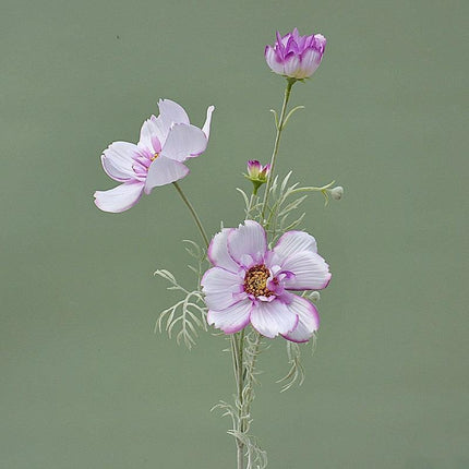 Charming Silk Queen Cosmos Flower Stem: Elegant Gesang Floral Branch..