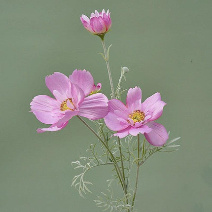 Charming Silk Queen Cosmos Flower Stem: Elegant Gesang Floral Branch..