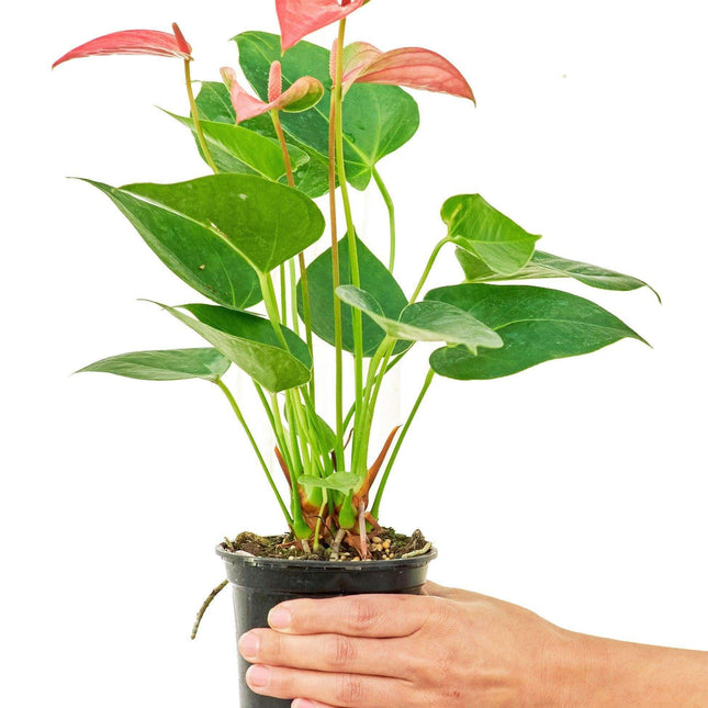 Chic Pink Flamingo Anthurium: Luxurious Plant for Stylish Interiors
