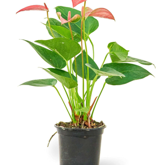 Chic Pink Flamingo Anthurium: Luxurious Plant for Stylish Interiors