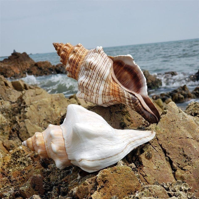 Coastal Charm Conch Shell Accents | Handcrafted Ocean-Inspired Decor