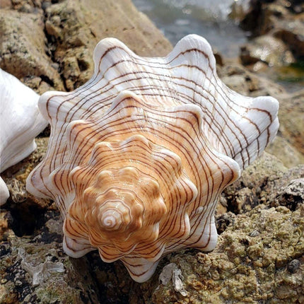 Coastal Charm Conch Shell Accents | Handcrafted Ocean-Inspired Decor - Très Elite