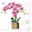 no box pink
