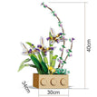 no box Gladiolus